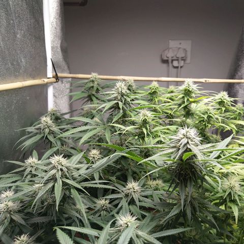 Inzane | Nepal growlog timeline photo