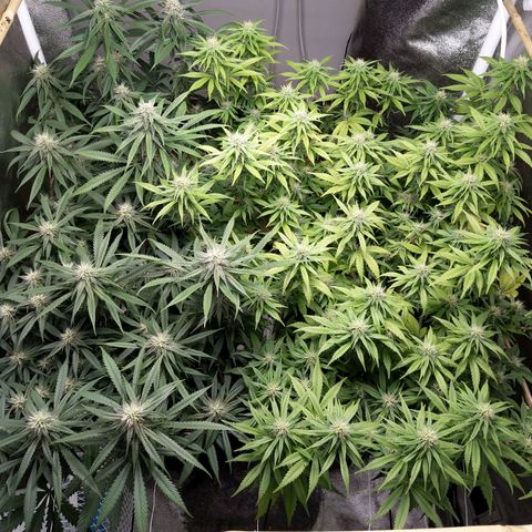 Inzane | Nepal growlog timeline photo