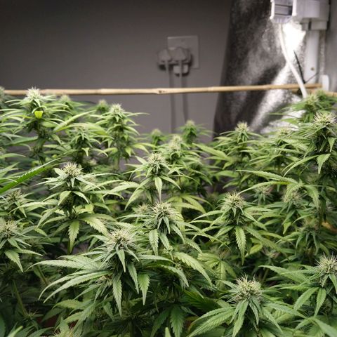 Inzane | Nepal growlog timeline photo