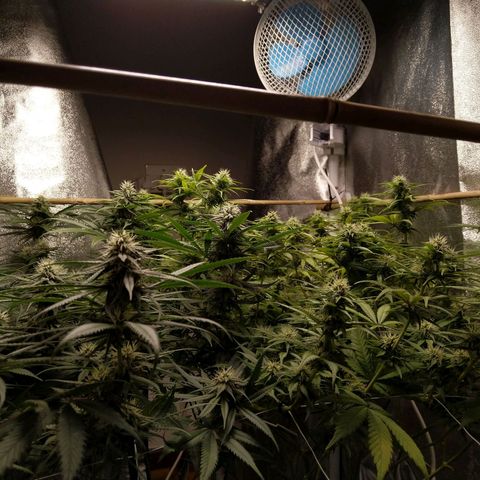 Inzane | Nepal growlog timeline photo