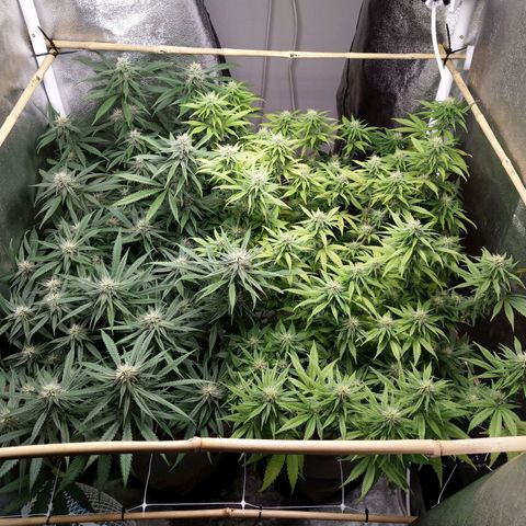 Inzane | Nepal growlog timeline photo