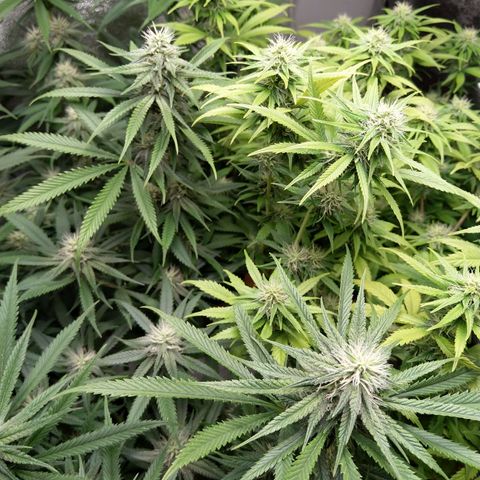 Inzane | Nepal growlog timeline photo