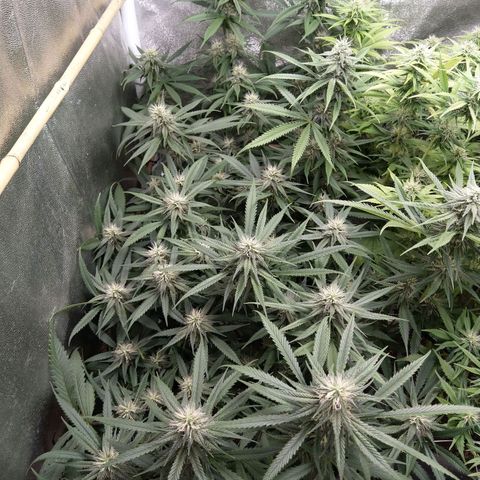 Inzane | Nepal growlog timeline photo
