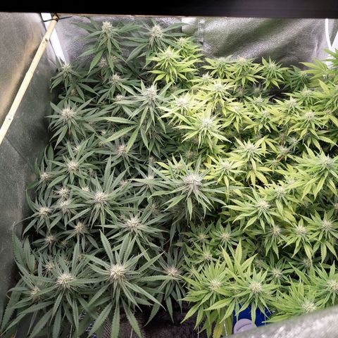 Inzane | Nepal growlog timeline photo