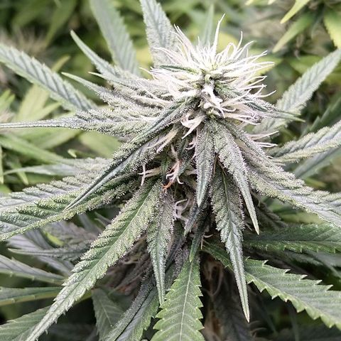 Inzane | Nepal growlog timeline photo