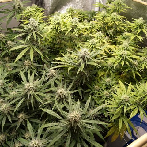 Inzane | Nepal growlog timeline photo