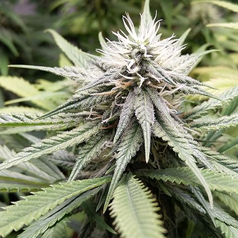 Inzane | Nepal growlog timeline photo