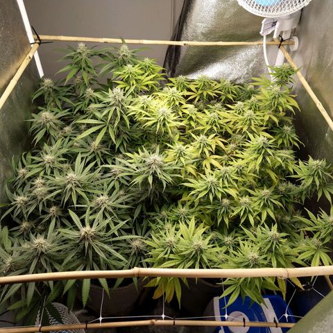 Inzane | Nepal growlog timeline photo