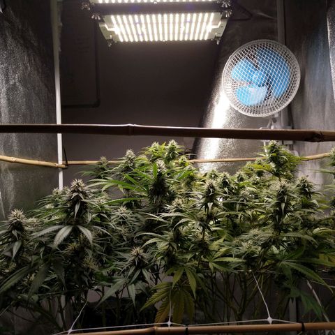 Inzane | Nepal growlog timeline photo