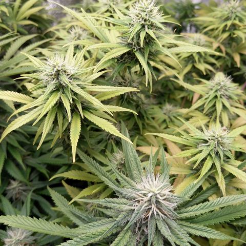 Inzane | Nepal growlog photo: Definite smell coming from plants.Yellowing still present,will keep on monitoring...Soil still wet,will feed tomorrow evening