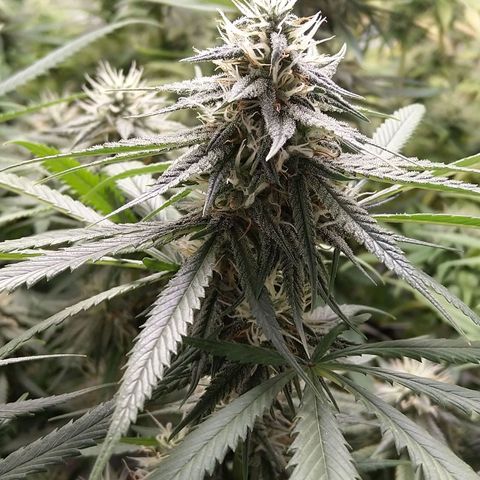 Inzane | Nepal growlog photo: Definite smell coming from plants.Yellowing still present,will keep on monitoring...Soil still wet,will feed tomorrow evening