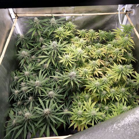 Inzane | Nepal growlog photo: Definite smell coming from plants.Yellowing still present,will keep on monitoring...Soil still wet,will feed tomorrow evening