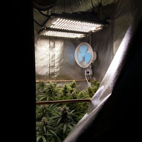 Inzane | Nepal growlog photo: Definite smell coming from plants.Yellowing still present,will keep on monitoring...Soil still wet,will feed tomorrow evening