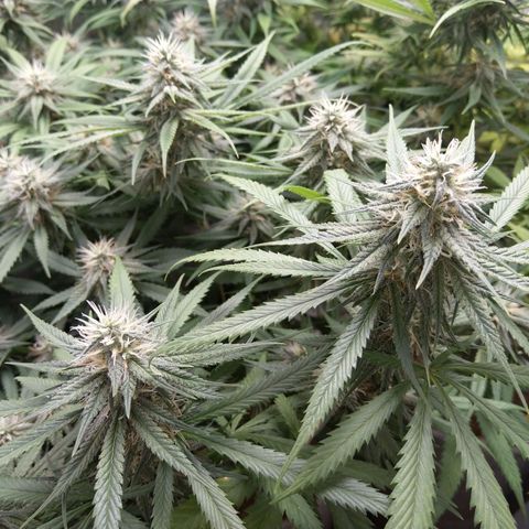 Inzane | Nepal growlog timeline photo