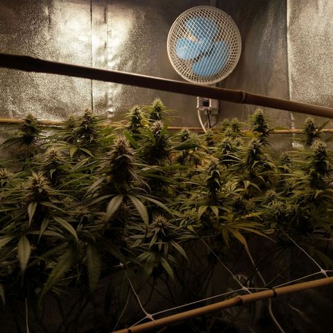 Inzane | Nepal growlog photo: Putting humidifier on again from tonight, looking good otherwise,solid feed tonight,lets goooo