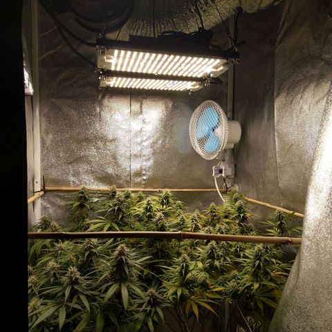 Inzane | Nepal growlog photo: Putting humidifier on again from tonight, looking good otherwise,solid feed tonight,lets goooo