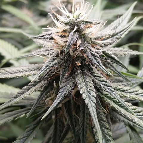 Inzane | Nepal growlog photo: Putting humidifier on again from tonight, looking good otherwise,solid feed tonight,lets goooo