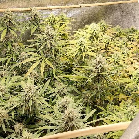 Inzane | Nepal growlog photo: Just going to ride this yellowing out to the end.Will start flushing in abot 7 days so don't think i have enough time to rectify whatever this is.