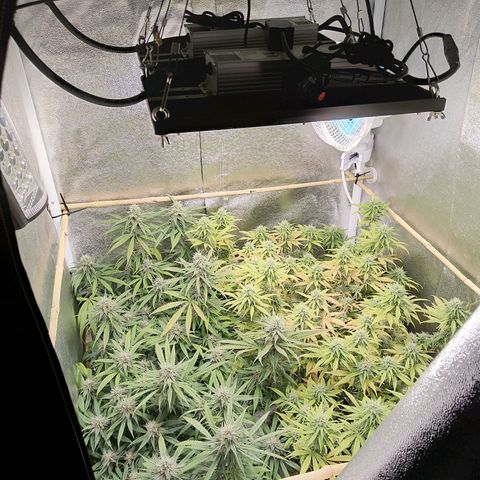 Inzane | Nepal growlog photo: Just going to ride this yellowing out to the end.Will start flushing in abot 7 days so don't think i have enough time to rectify whatever this is.
