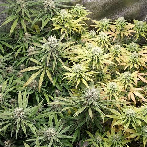 Inzane | Nepal growlog photo: Just going to ride this yellowing out to the end.Will start flushing in abot 7 days so don't think i have enough time to rectify whatever this is.