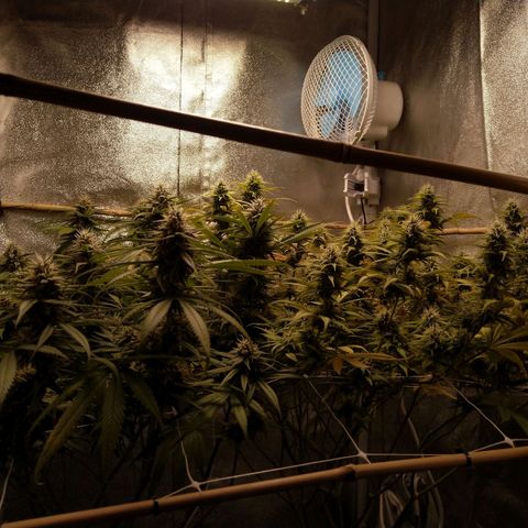 Inzane | Nepal growlog photo: Hoping the buds will stilp fatten up over last 2 weeks. Feeding tonight 🙂