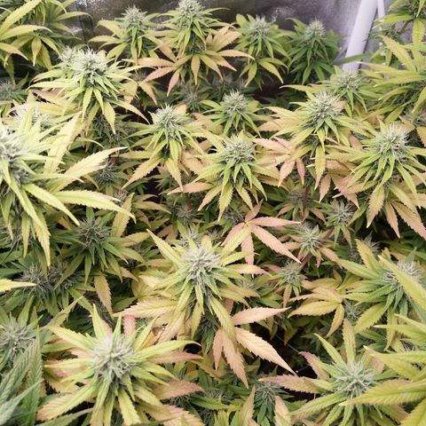 Inzane | Nepal growlog photo: Hoping the buds will stilp fatten up over last 2 weeks. Feeding tonight 🙂