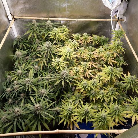 Inzane | Nepal growlog photo: Hoping the buds will stilp fatten up over last 2 weeks. Feeding tonight 🙂