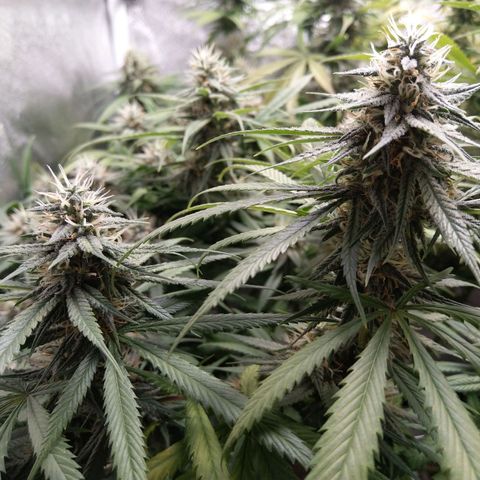 Inzane | Nepal growlog photo: Hoping the buds will stilp fatten up over last 2 weeks. Feeding tonight 🙂