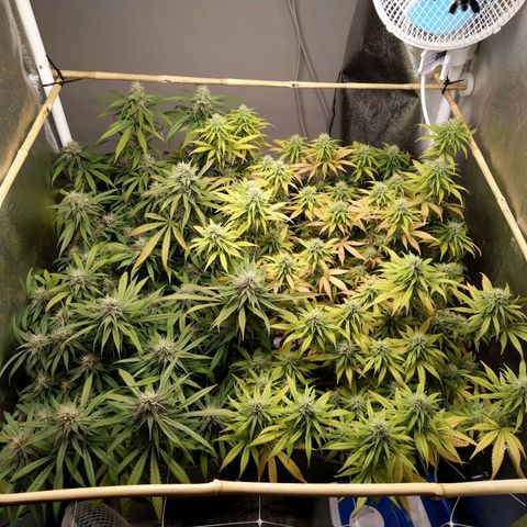Inzane | Nepal growlog timeline photo
