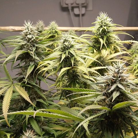 Inzane | Nepal growlog timeline photo