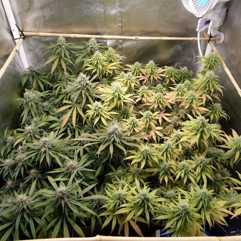 Inzane | Nepal growlog timeline photo