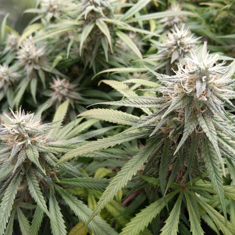 Inzane | Nepal growlog timeline photo