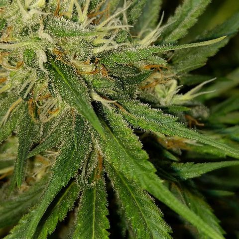 Inzane | Nepal growlog timeline photo