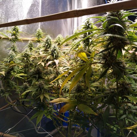 Inzane | Nepal growlog timeline photo