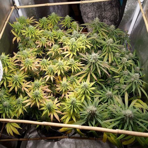 Inzane | Nepal growlog timeline photo