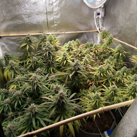 Inzane | Nepal growlog photo: Everything looks good...wait is killing me. Estimated harvest between 15-20 dec