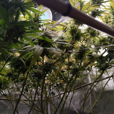 Inzane | Nepal growlog photo: Everything looks good...wait is killing me. Estimated harvest between 15-20 dec