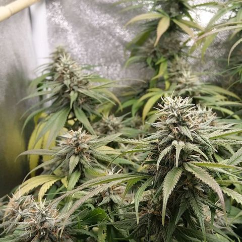 Inzane | Nepal growlog photo: Everything looks good...wait is killing me. Estimated harvest between 15-20 dec