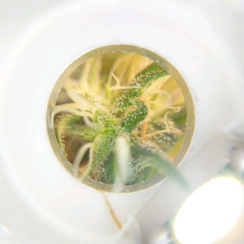 Inzane | Nepal growlog photo: Some close-ups, trichromes looking cloudy already with 2 weeks left...want to harvest with 30% amber. Do i let it run for its intended 8/9 weeks or harvest when triChs look ready?