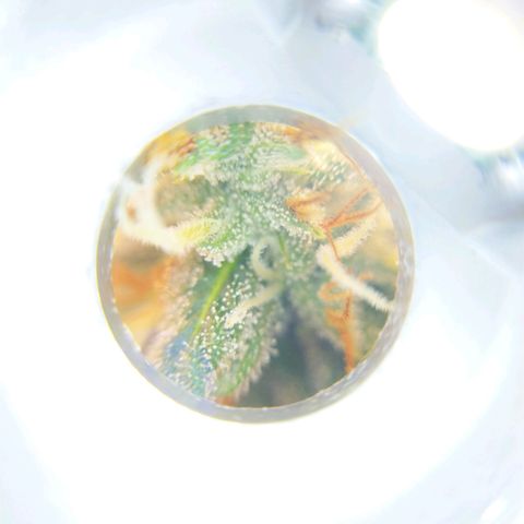 Inzane | Nepal growlog photo: Some close-ups, trichromes looking cloudy already with 2 weeks left...want to harvest with 30% amber. Do i let it run for its intended 8/9 weeks or harvest when triChs look ready?