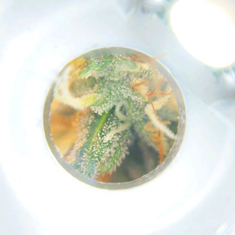 Inzane | Nepal growlog photo: Some close-ups, trichromes looking cloudy already with 2 weeks left...want to harvest with 30% amber. Do i let it run for its intended 8/9 weeks or harvest when triChs look ready?