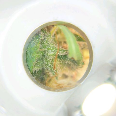 Inzane | Nepal growlog photo: Some close-ups, trichromes looking cloudy already with 2 weeks left...want to harvest with 30% amber. Do i let it run for its intended 8/9 weeks or harvest when triChs look ready?