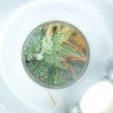Inzane | Nepal growlog photo: Some close-ups, trichromes looking cloudy already with 2 weeks left...want to harvest with 30% amber. Do i let it run for its intended 8/9 weeks or harvest when triChs look ready?