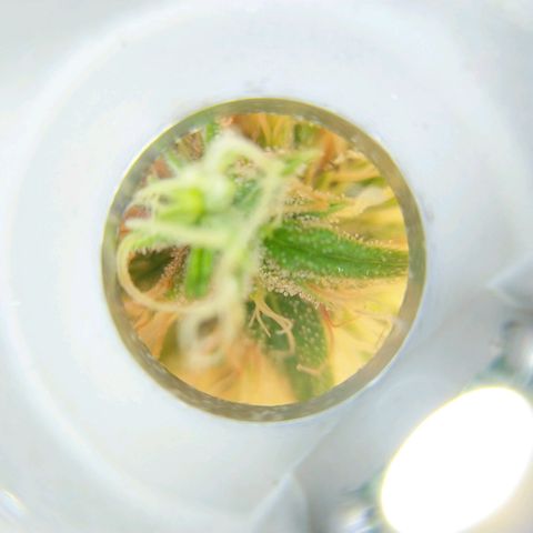 Inzane | Nepal growlog photo: Some close-ups, trichromes looking cloudy already with 2 weeks left...want to harvest with 30% amber. Do i let it run for its intended 8/9 weeks or harvest when triChs look ready?