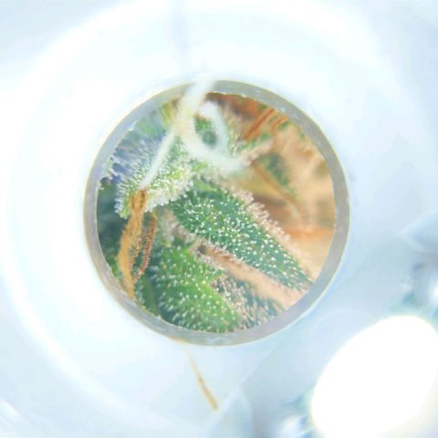 Inzane | Nepal growlog photo: Some close-ups, trichromes looking cloudy already with 2 weeks left...want to harvest with 30% amber. Do i let it run for its intended 8/9 weeks or harvest when triChs look ready?