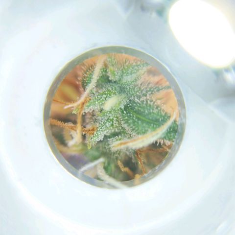 Inzane | Nepal growlog photo: Some close-ups, trichromes looking cloudy already with 2 weeks left...want to harvest with 30% amber. Do i let it run for its intended 8/9 weeks or harvest when triChs look ready?