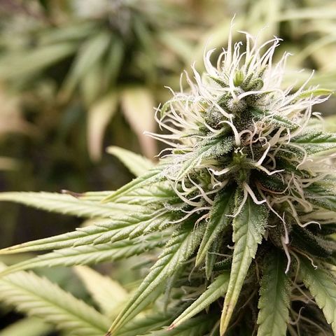 Inzane | Nepal growlog timeline photo