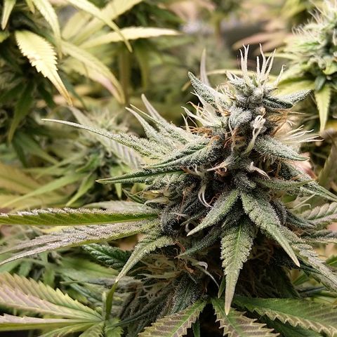 Inzane | Nepal growlog timeline photo