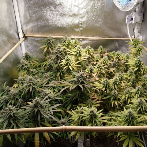 Inzane | Nepal growlog timeline photo