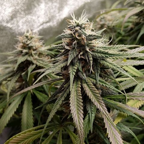 Inzane | Nepal growlog timeline photo